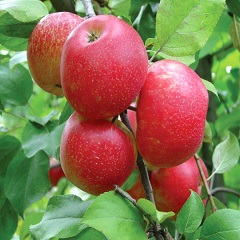 YAblonya