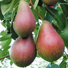 Брянская красавица1
