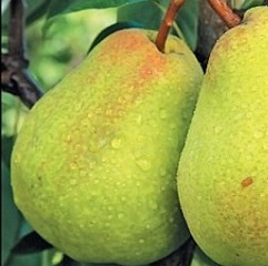 Русская красавица1