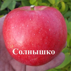 Солнышко