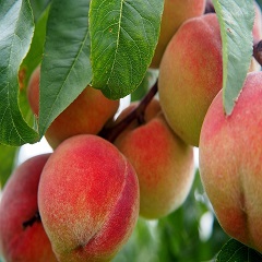 peach 2632182 960 720