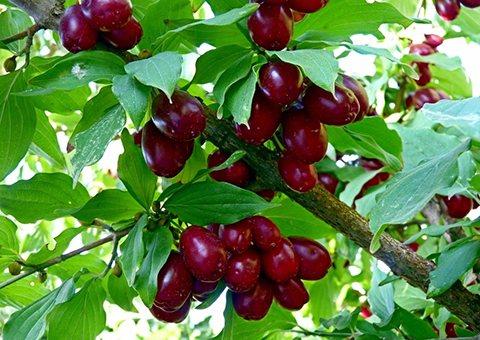Кизил