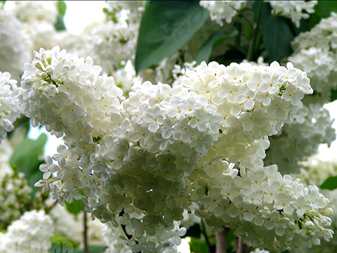 Белая