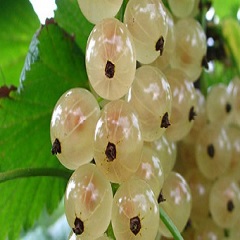 smorodina1