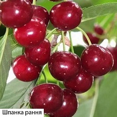 Шпанка1