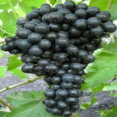блэк глоуб1