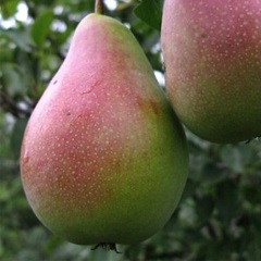 Ника1