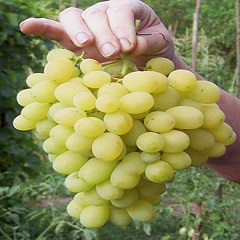 лора1