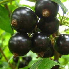 Селеченская 1